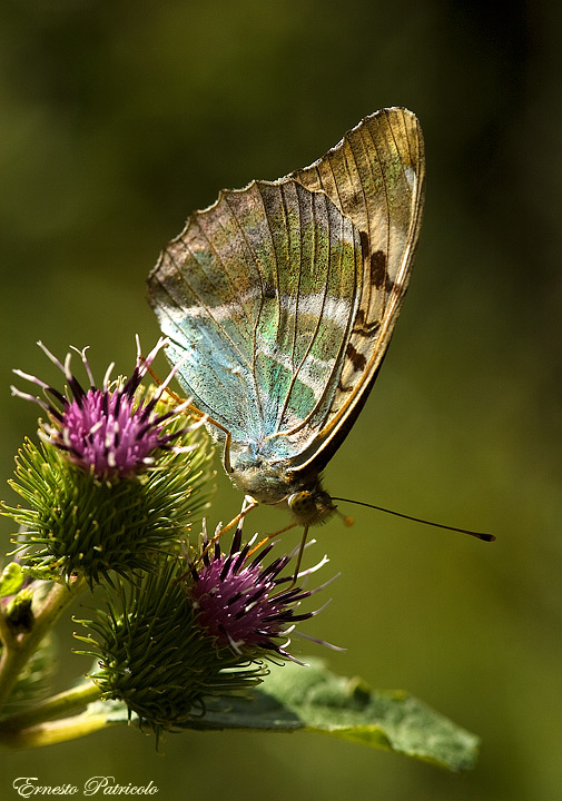 Argynnis paphia